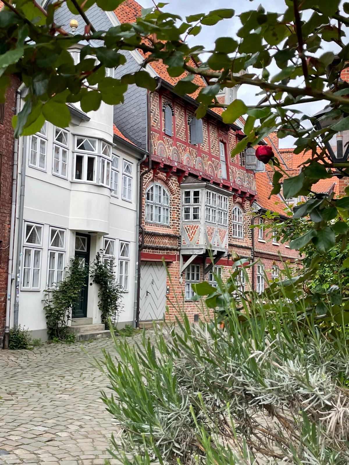 Lüneburger Altstadt mit Fachwerkhaus und Rosen im Vordergrund